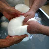 Millions in cheese revenue lost as protest torpedoes Italy's buffalo mozzarella output