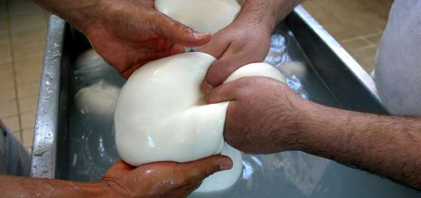 Millions in cheese revenue lost as protest torpedoes Italy's buffalo mozzarella output