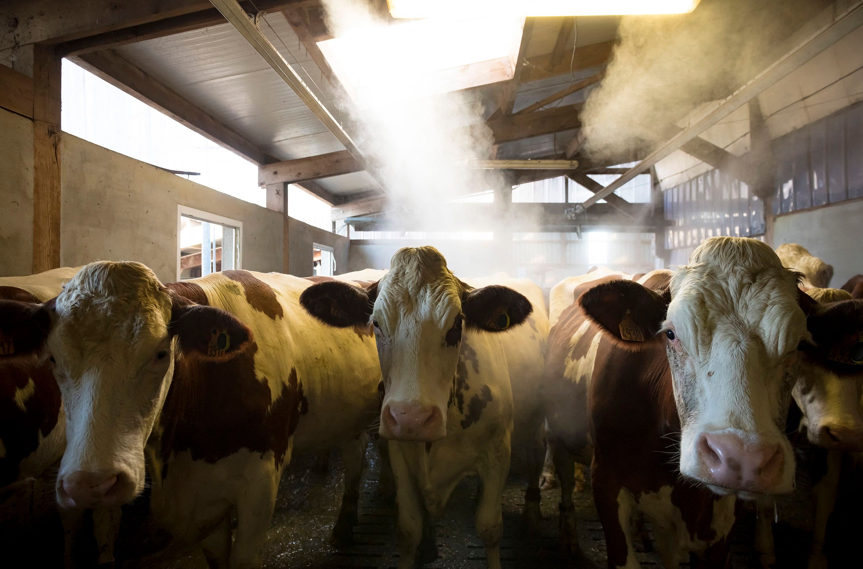 Shamonda is most commonly reported in cattle, but there have also been cases in sheep, goats, horses and alpaca.
