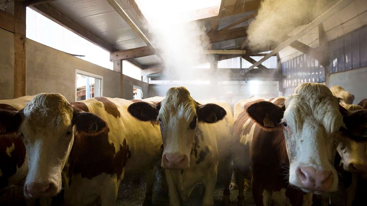 Shamonda is most commonly reported in cattle, but there have also been cases in sheep, goats, horses and alpaca.