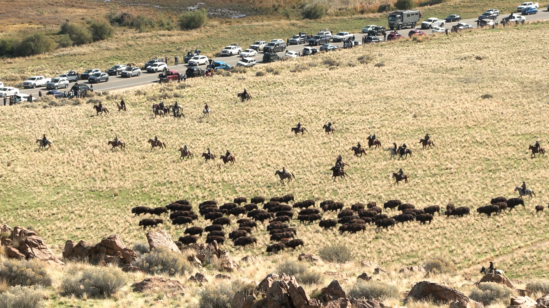 Antelope Island bison roundup brings together family tradition and herd health