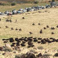 Antelope Island bison roundup brings together family tradition and herd health
