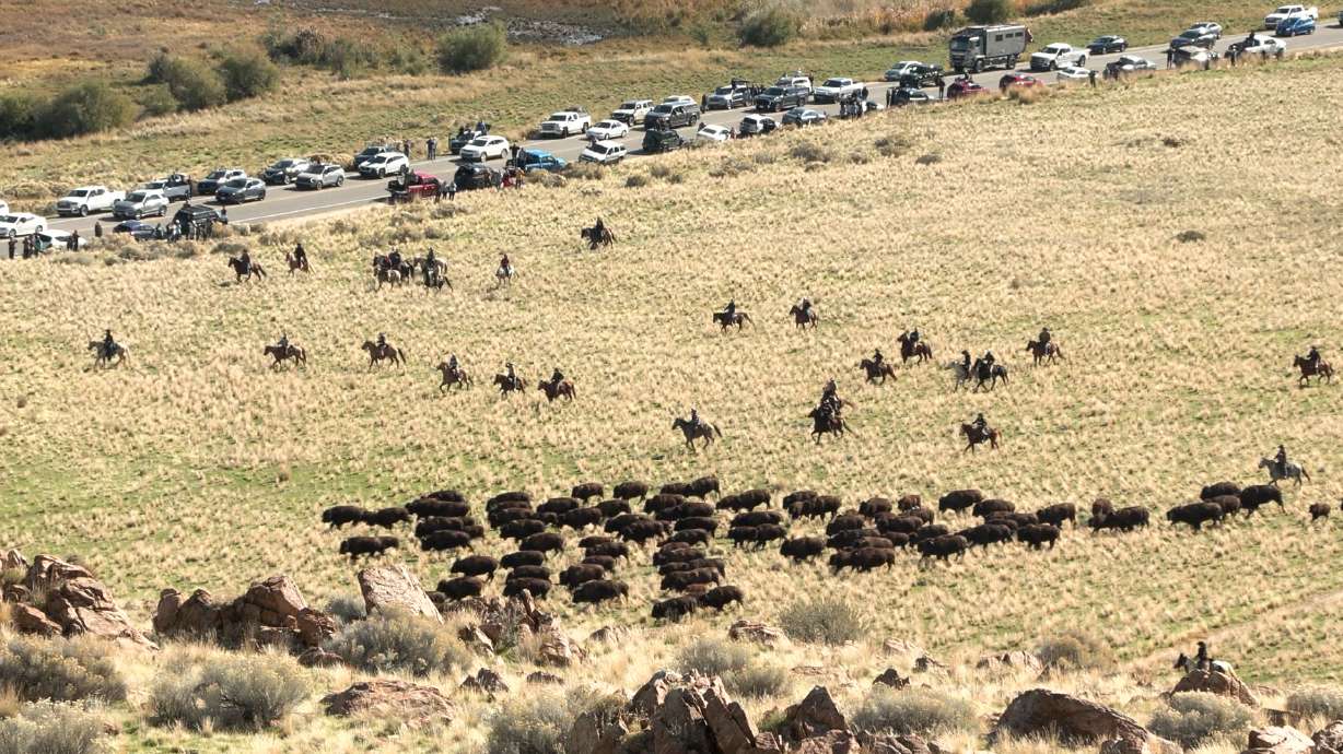 Riders take part in Saturday's annual bison roundup at Antelope Island State Park, helping move the animals into corrals.
