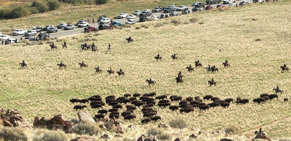 Antelope Island bison roundup brings together family tradition and herd health