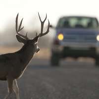 Utahns should watch out for deer on the roads as nights grow longer, DWR says