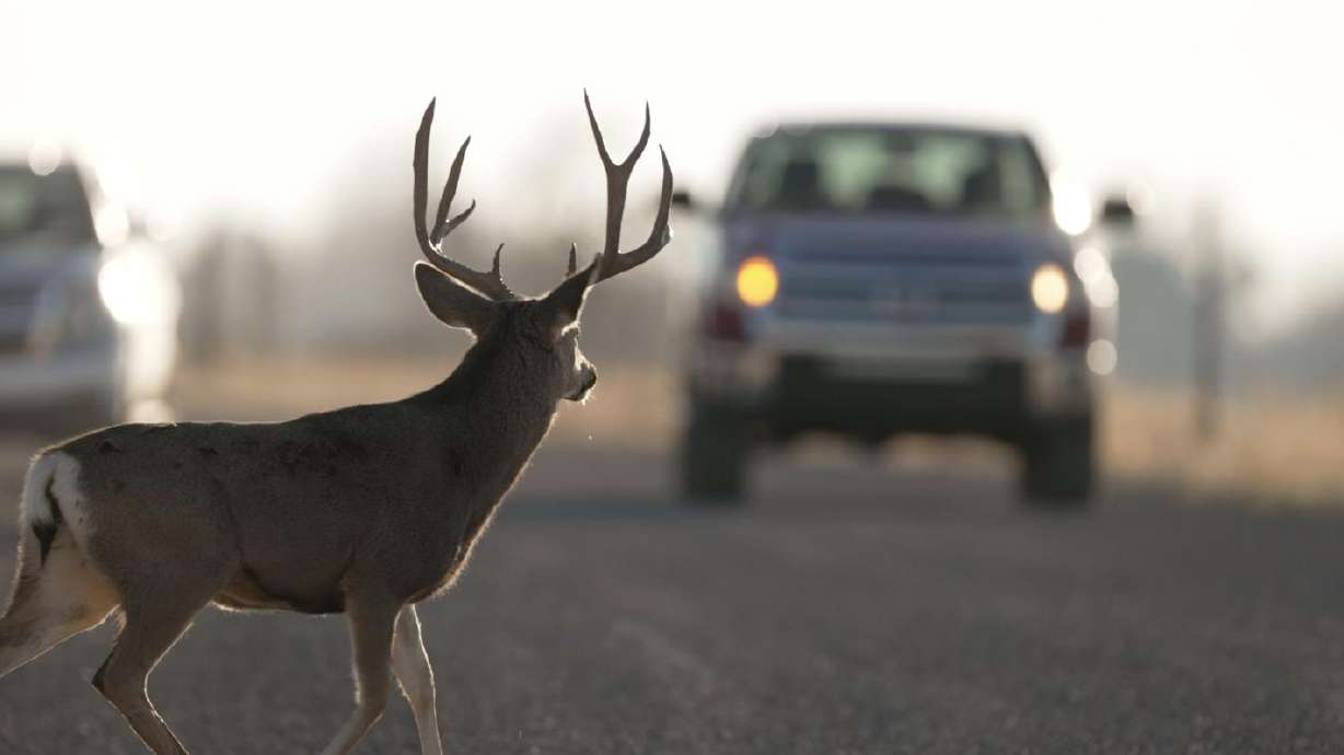 A buck tempts fate in Millard County’s Oak City in 2022.