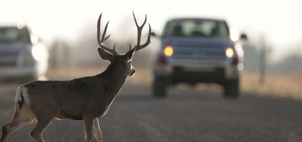 Utahns should watch out for deer on the roads as nights grow longer, DWR says