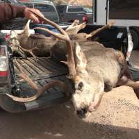 Harvest a deer? Better get it checked for chronic wasting disease