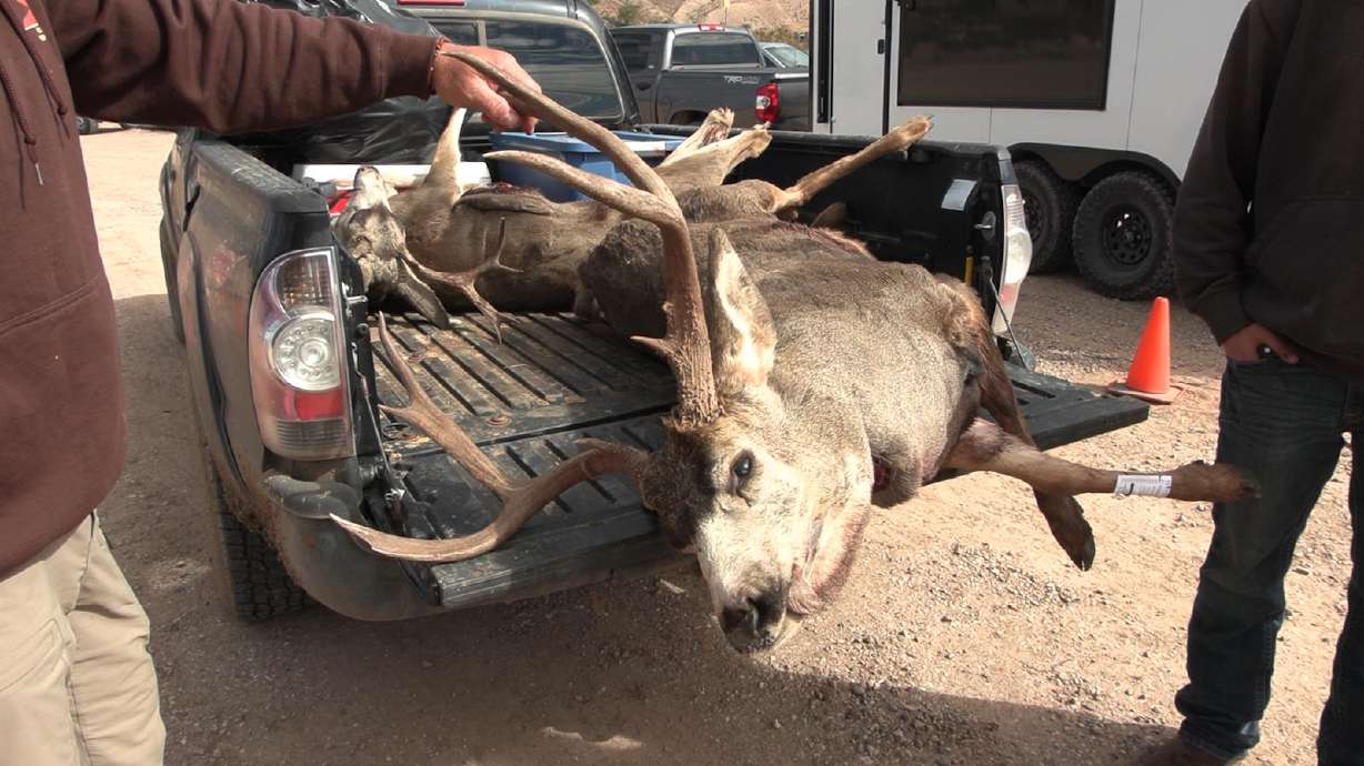 Photo: KSL A mule deer being tested for chronic wasting disease at a checkpoint in northeastern Utah