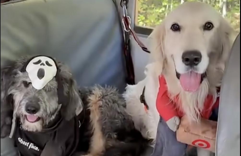 Have You Seen This? Dogs show off costumes on Halloween bus