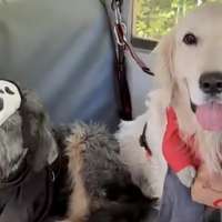 Have You Seen This? Dogs show off costumes on Halloween bus