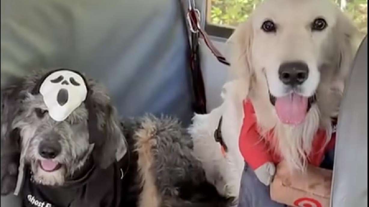 Dogs show off their Halloween costumes on a party bus in Acworth, Georgia on Saturday.