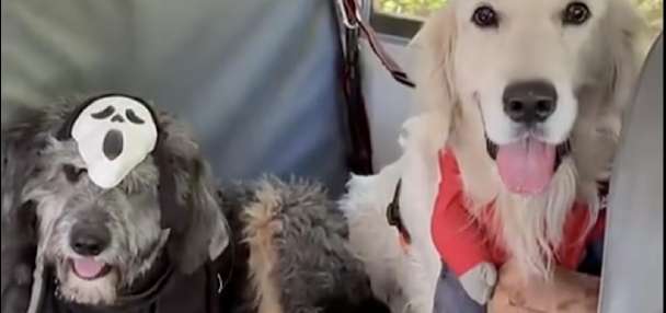 Have You Seen This? Dogs show off costumes on Halloween bus