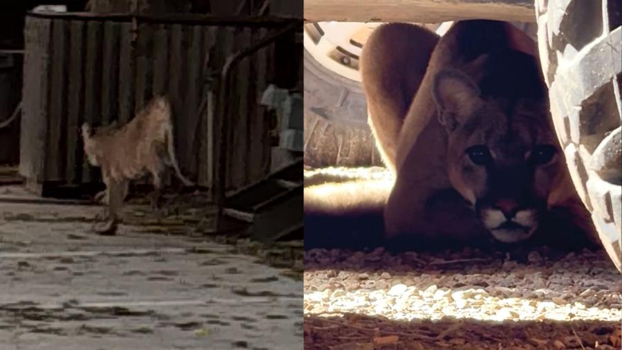 Moab mountain lion sighting prompts wildlife safety reminders