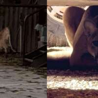 Moab mountain lion sighting prompts wildlife safety reminders