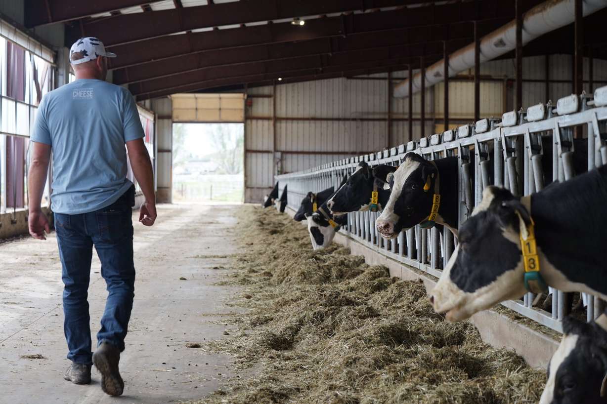 Russ Kohler and some of his cows are pictured at his dairy farm in Heber Valley in October. The farm is one of only two remaining.