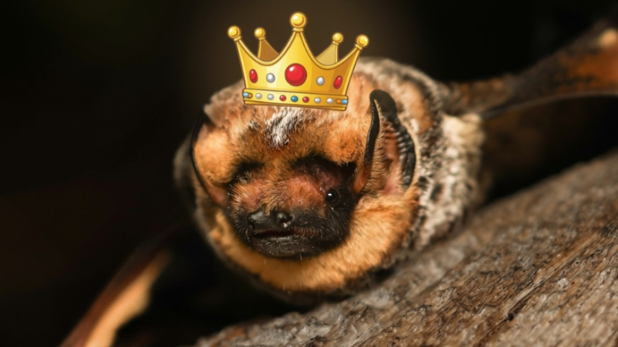 Have You Seen This? Bureau of Land Management holds bat beauty contest