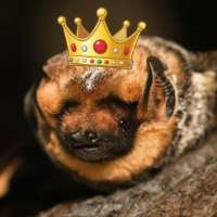 Have You Seen This? Bureau of Land Management holds bat beauty contest