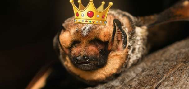 Have You Seen This? Bureau of Land Management holds bat beauty contest
