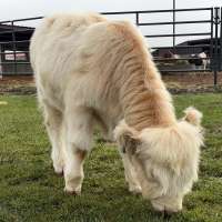 New live mascot to bring additional Aggie spirit at Utah State University