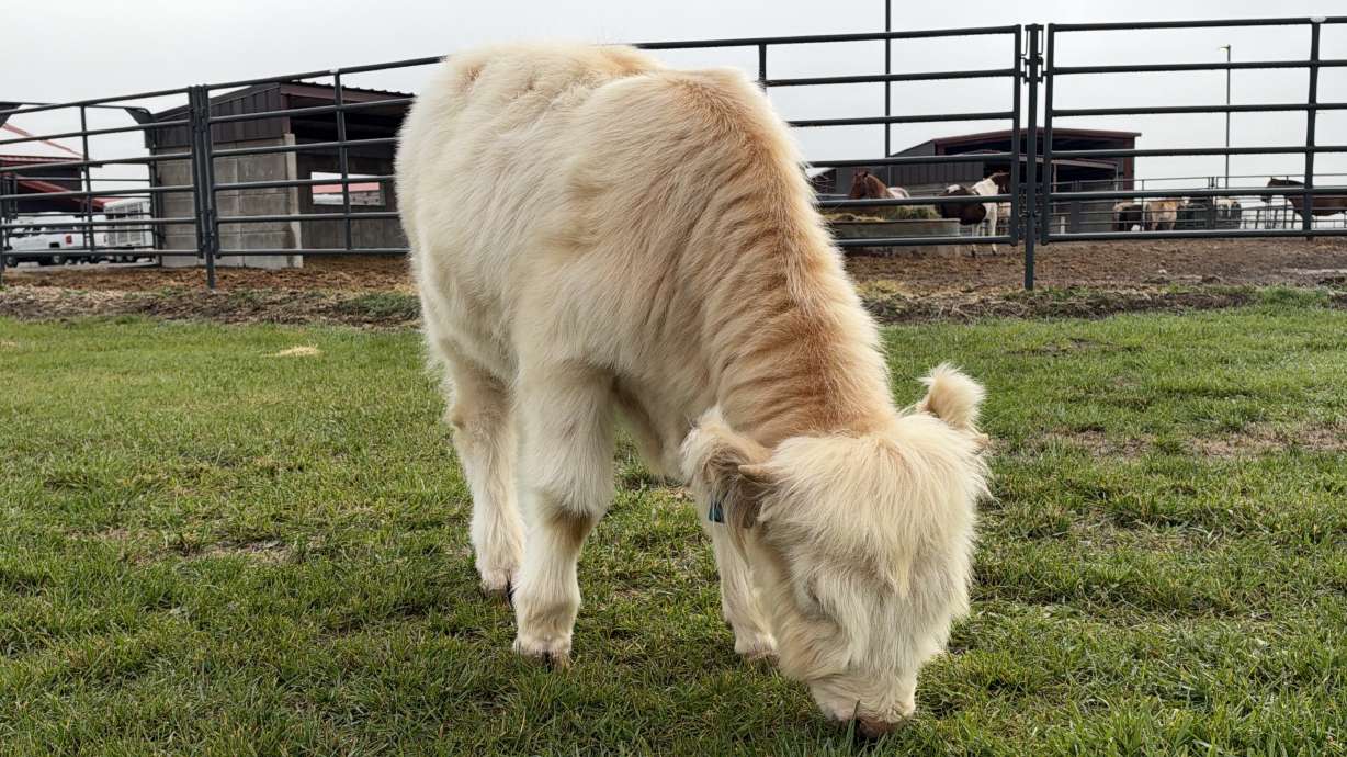 Meet "Thistle," the new live mascot for Utah State University, with the name inspired by the university's iconic fight song and anthem, "The Scotsman."