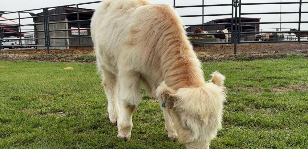 Utah State University's new live mascot to bring additional Aggie spirit