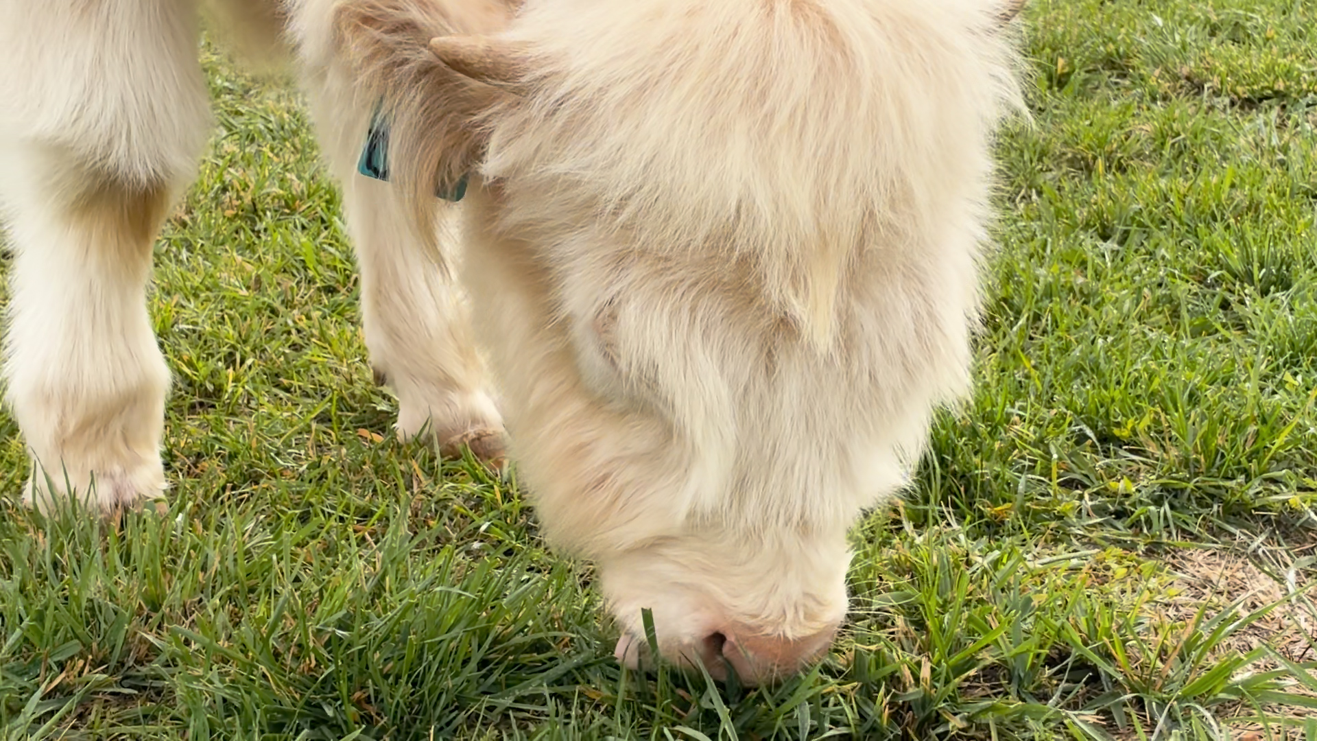 Meet "Thistle," the new live mascot for Utah State University, with the name inspired by the university's iconic fight song and anthem, "The Scotsman."