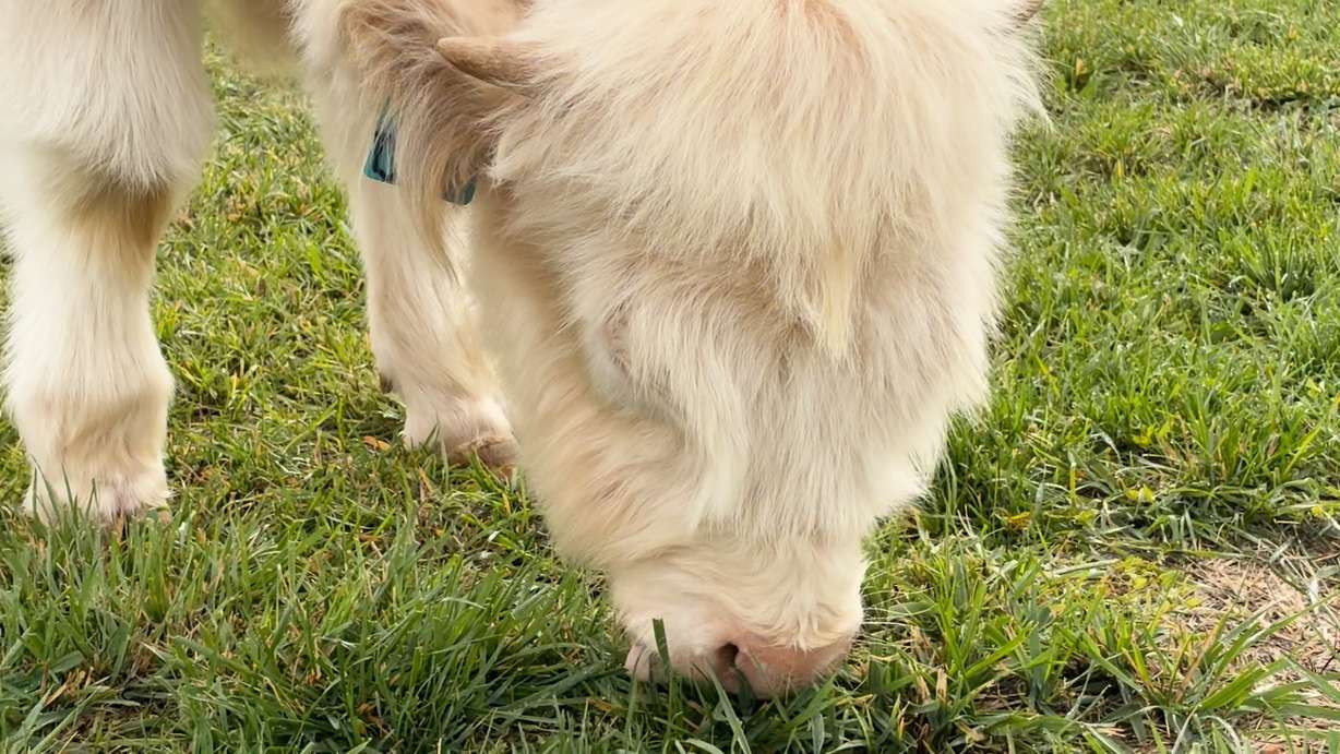 Meet "Thistle," the new live mascot for Utah State University, with the name inspired by the university's iconic fight song and anthem, "The Scotsman."