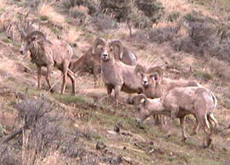 Bighorn capture underway on Antelope Island