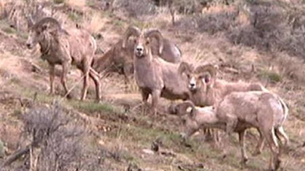 50 bighorn sheep in Nev. to be moved to Utah