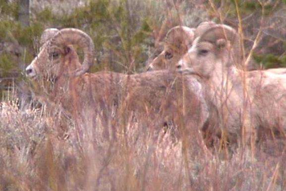 Bighorn capture underway on Antelope Island