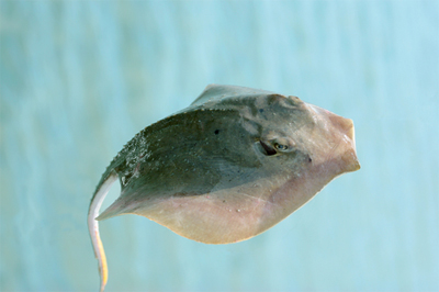 Weber County fair gets stingrays