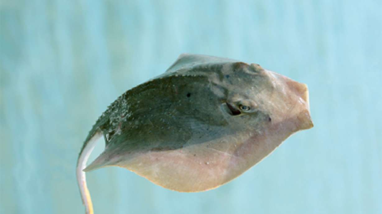 Weber County fair gets stingrays