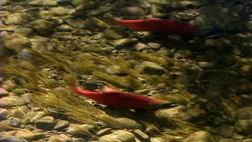 Salmon are Running at Strawberry Reservoir