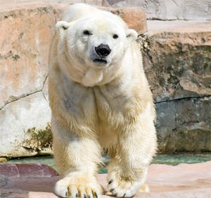 $3 million grant brings polar bears closer to Hogle Zoo