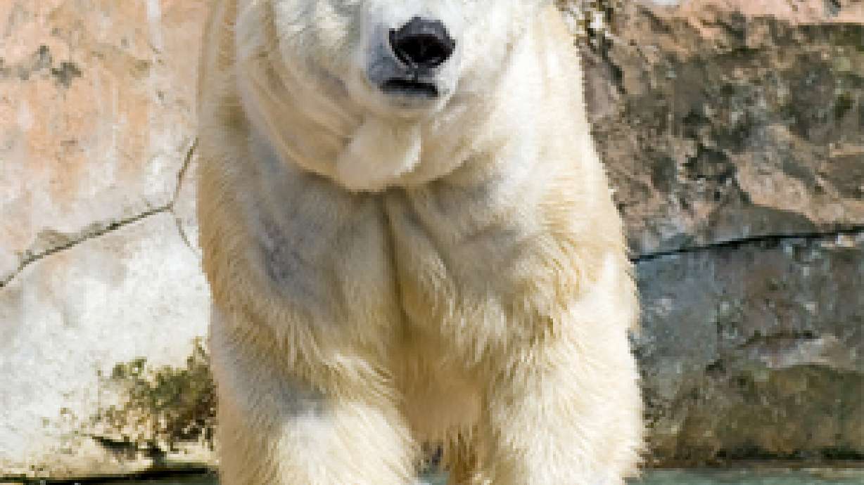 $3 million grant brings polar bears closer to Hogle Zoo