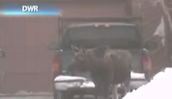 Moose wanders into Park City neighborhood 