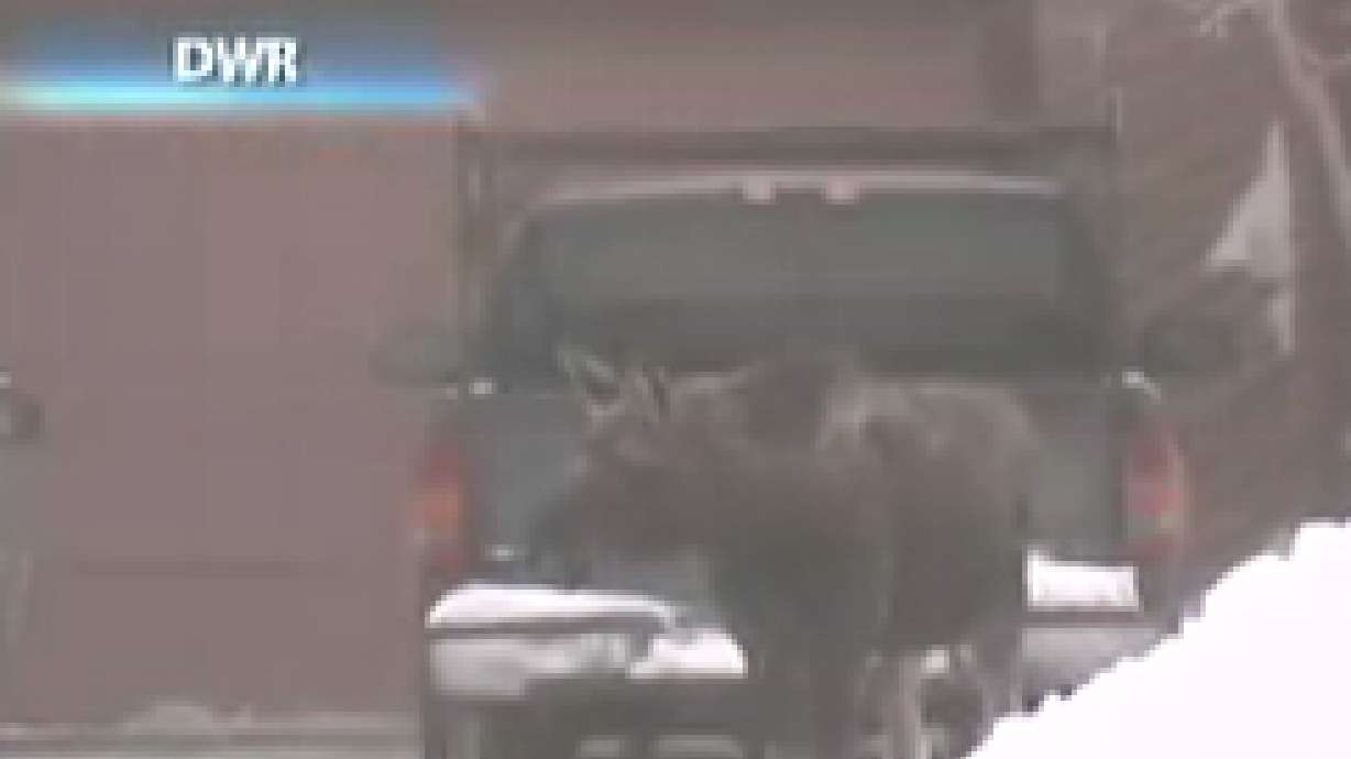Moose wanders into Park City neighborhood