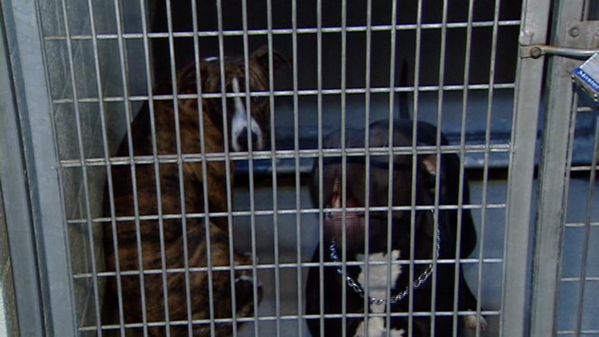 Owner says pit bulls are ‘mellow dogs'