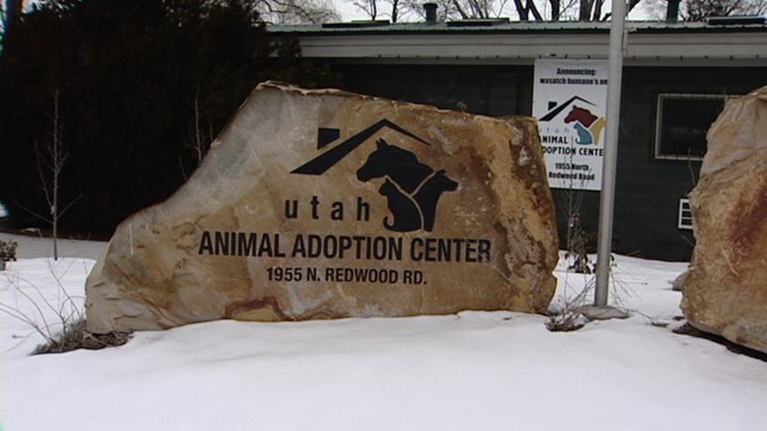 German Shorthairs victims of overbreeding in Utah