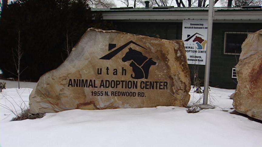 German Shorthairs victims of overbreeding in Utah