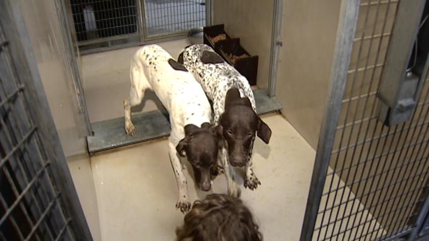 German Shorthairs victims of overbreeding in Utah