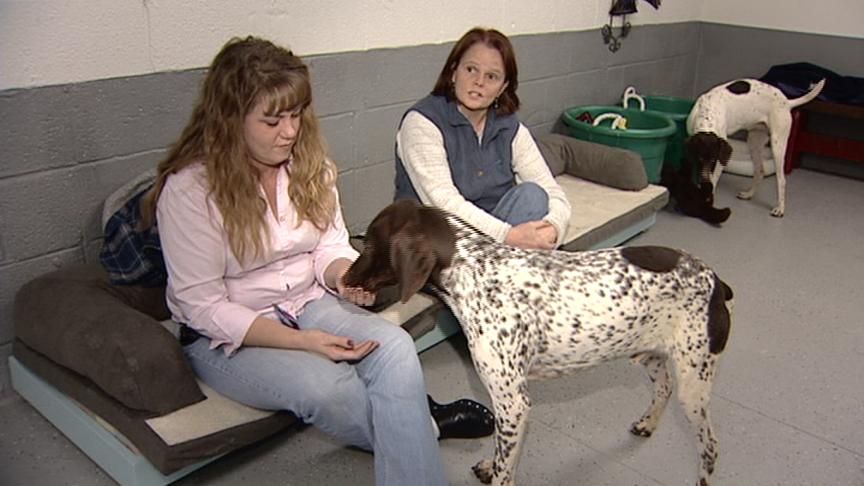 German Shorthairs victims of overbreeding in Utah