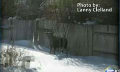 Number of moose in neighborhoods increases