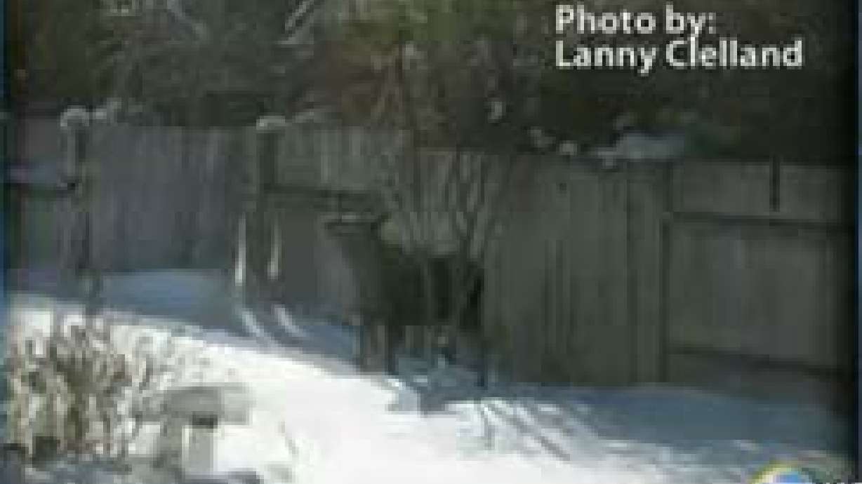 Number of moose in neighborhoods increases