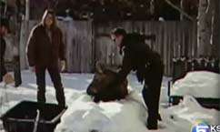 Number of moose in neighborhoods increases