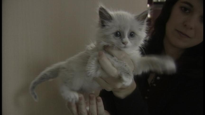 Man Accused of Torturing Kittens