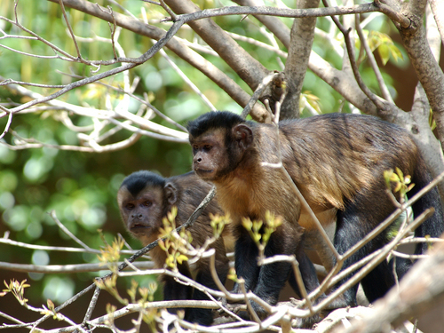 Monkeys swing into Logan