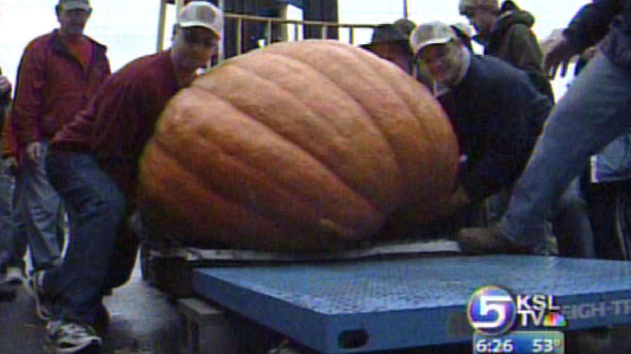 Giant Pumpkins Weigh In