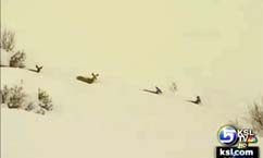 State launches emergency feeding effort for starving deer